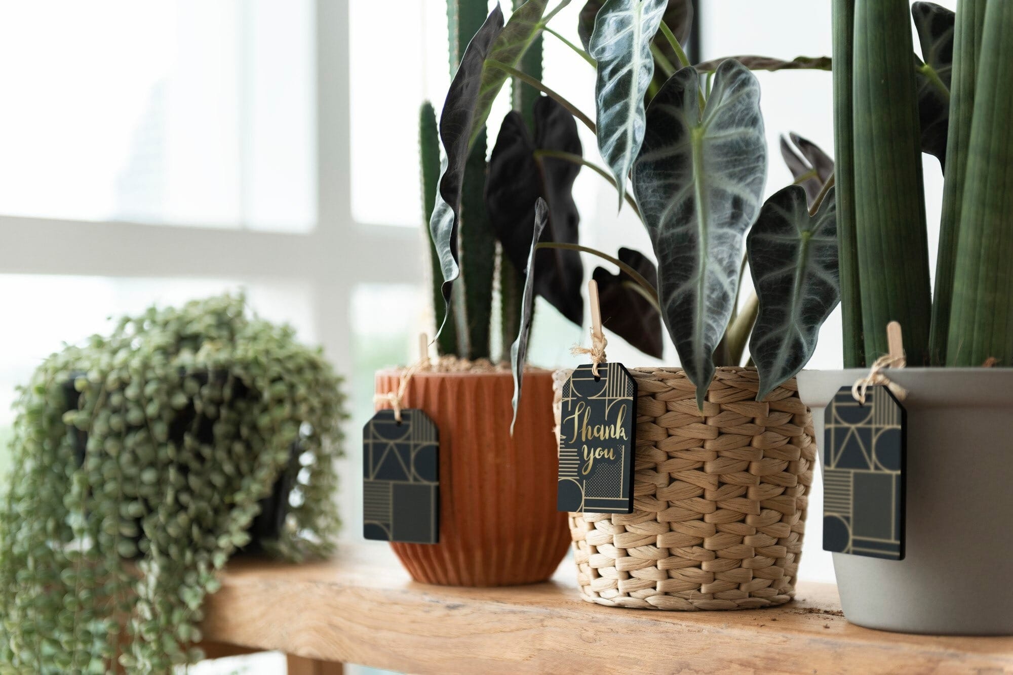 Plantas Para Quarto