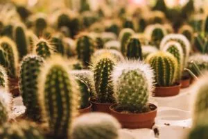 Coleção de cactos variados em vasos de terracota, mostrando diferentes espécies com espinhos dourados e brancos para iniciantes