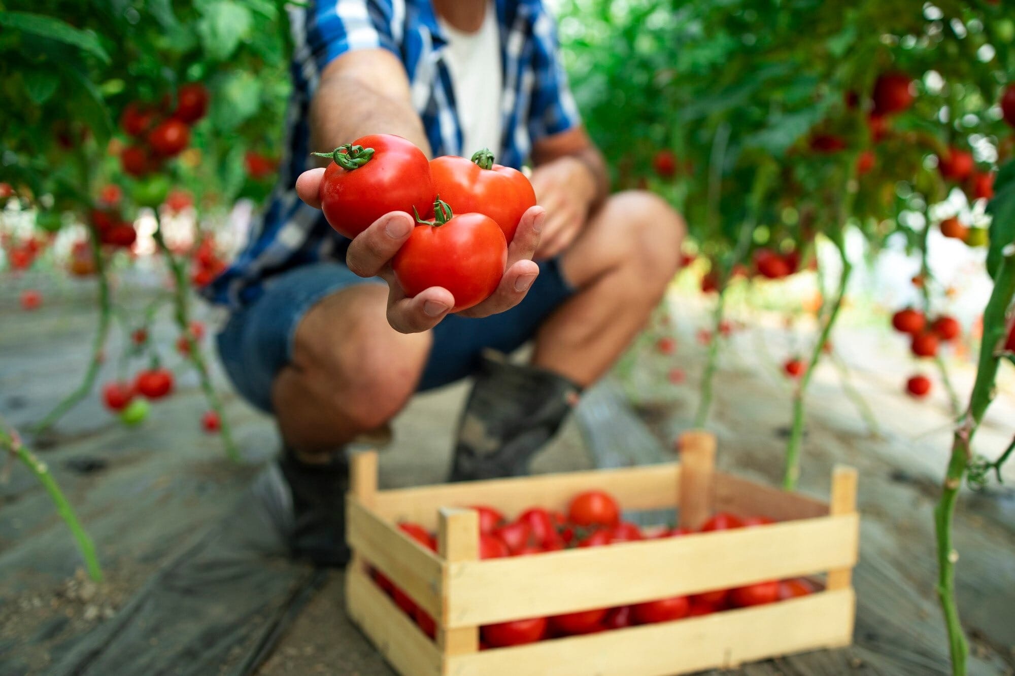 Pessoa colhendo tomates frescos em horta de tomate caseira com caixote de madeira cheio de tomates vermelhos maduros