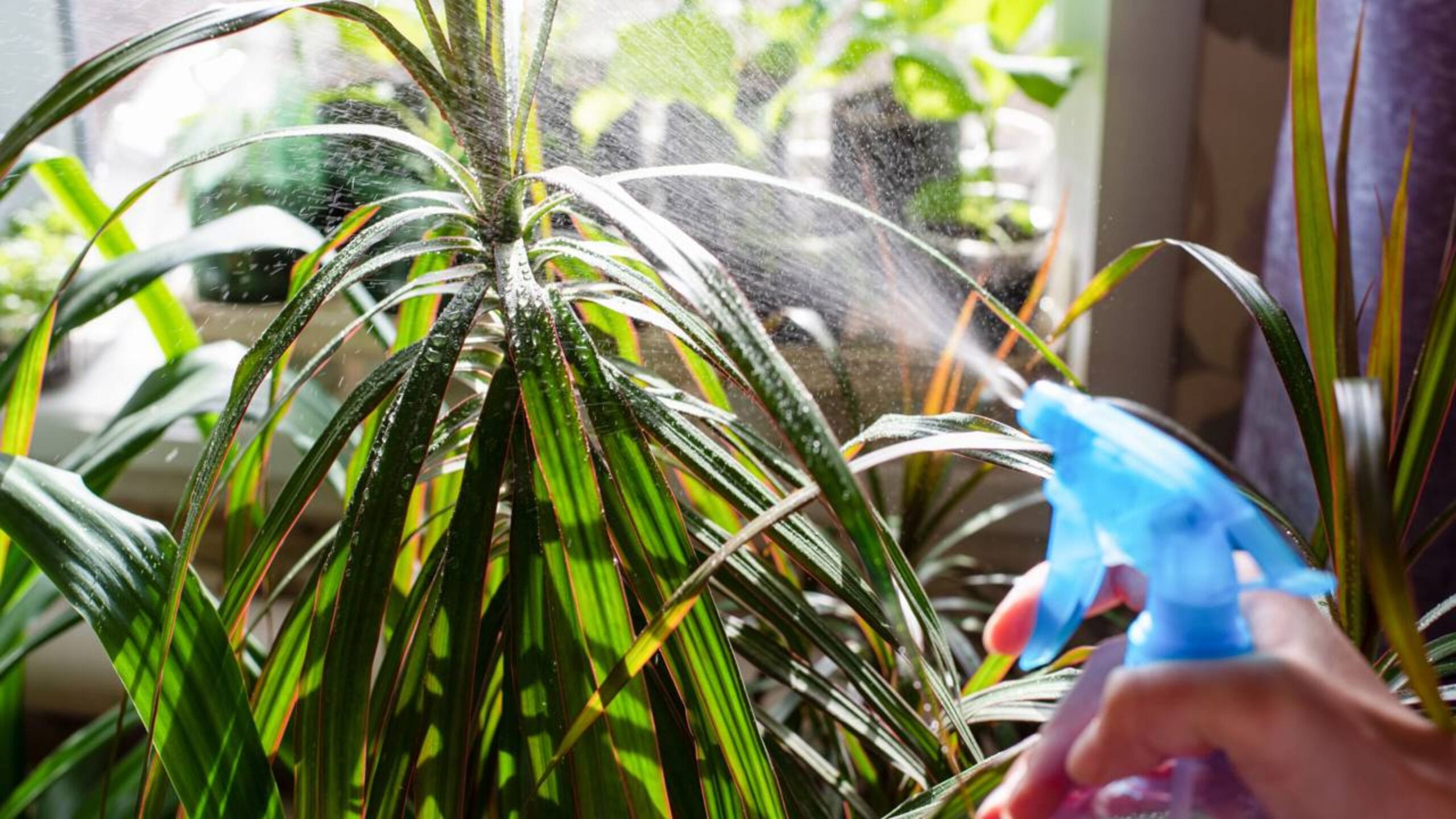 borrifador-plantas_1773253533316-redimensionado-para-2880×1620-1-scaled-1 borrifador-plantas_1773253533316-redimensionado-para-2880x1620-1-scaled-1