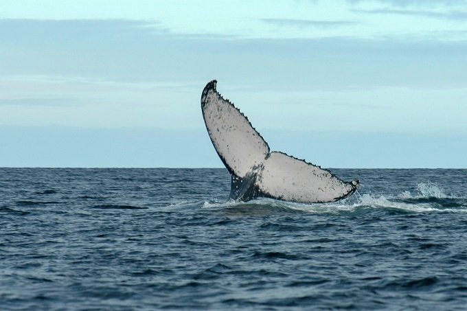 julie-larsen-maher_0570_humpback-whale-in-antongil-bay_mdg_07-15-04_hr