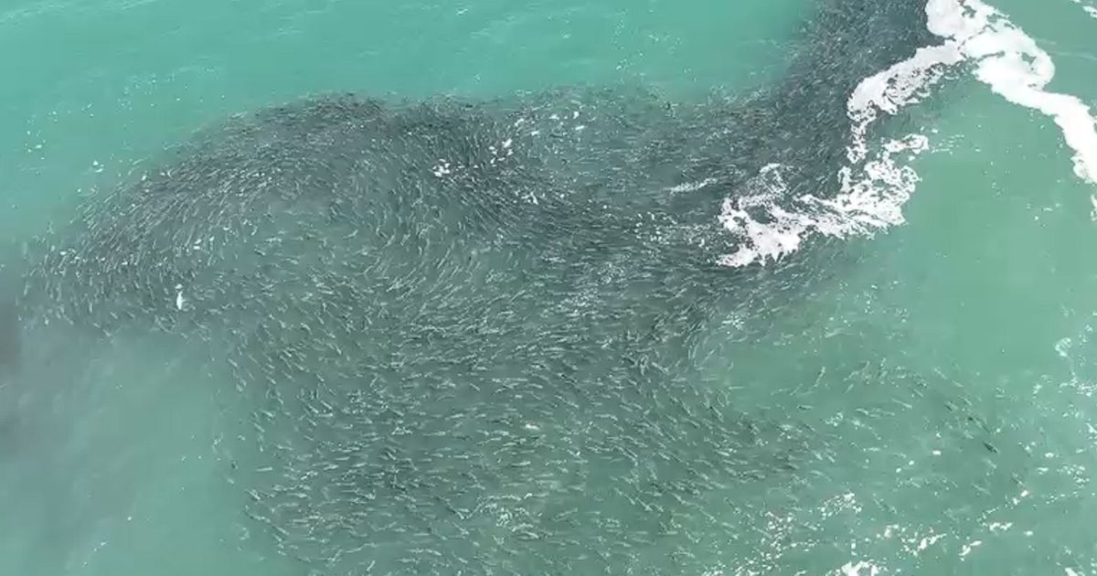 video-cardume-gigantesco-com-milhares-de-tainhas-surge-fora-de-epoca-e-vira-atracao-em-sc