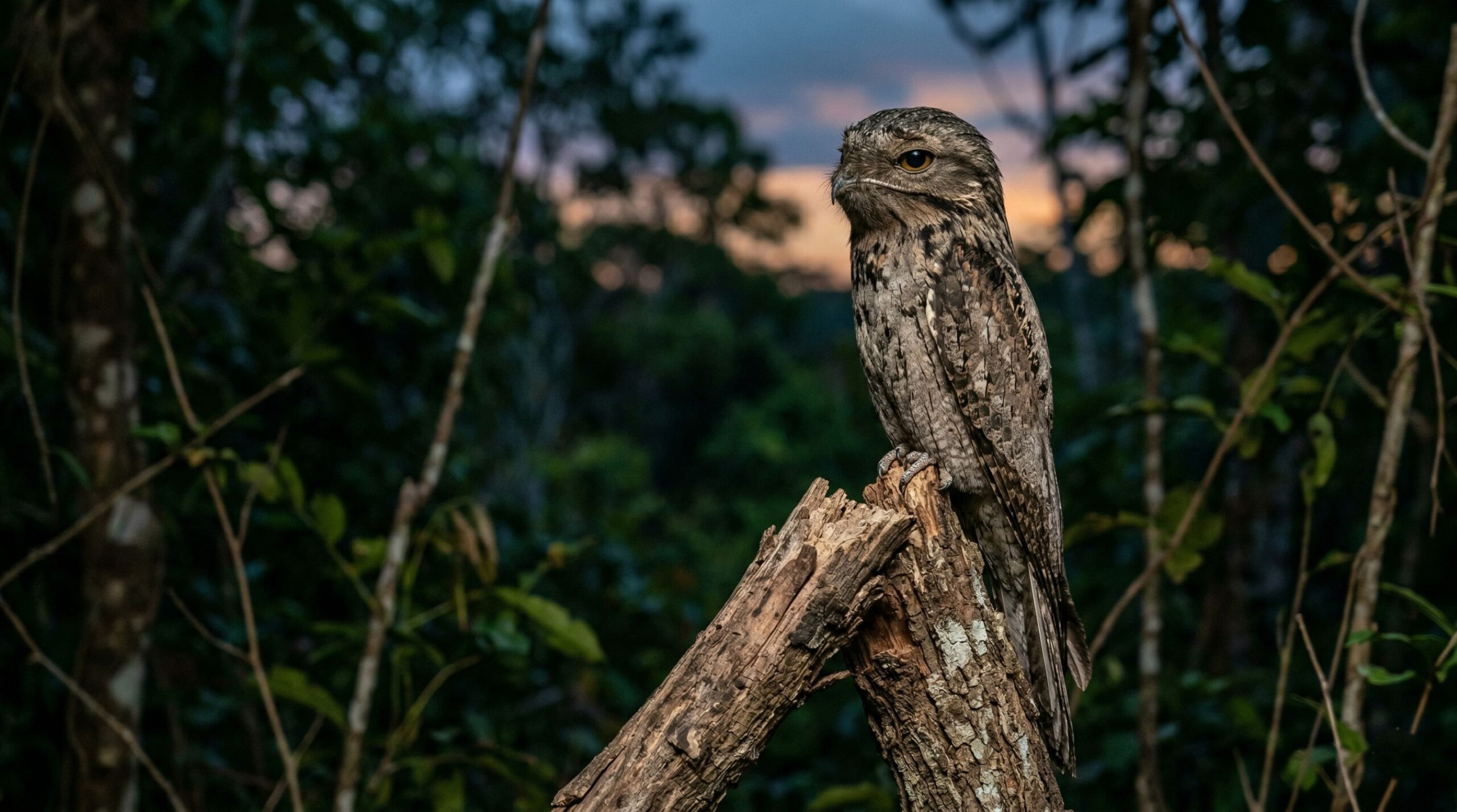 Mãe-da-lua: a ave fantasma que se camufla perfeitamente na floresta Mãe-da-lua: a ave fantasma que se camufla perfeitamente na floresta