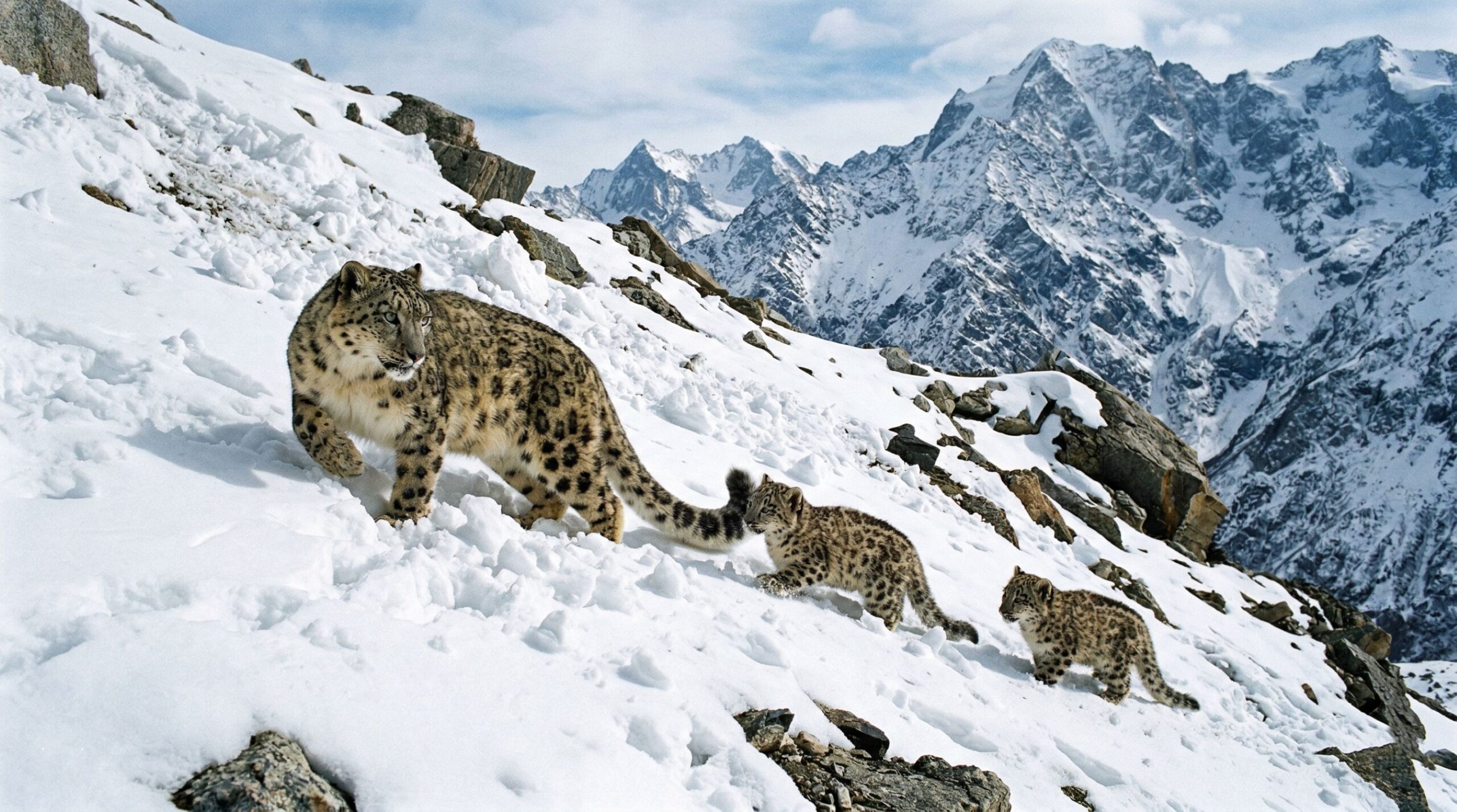 área de avalanches e revela como a espécie sobrevive no extremo appeared first o