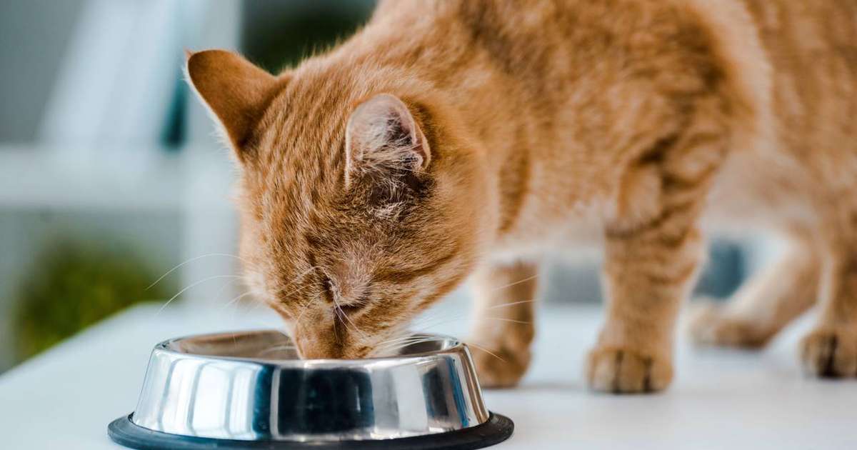 Entenda por que os gatos deixam comida no pote e como isso reflete seu comportamento Créditos: depositphotos.com / AndrewLozovyi