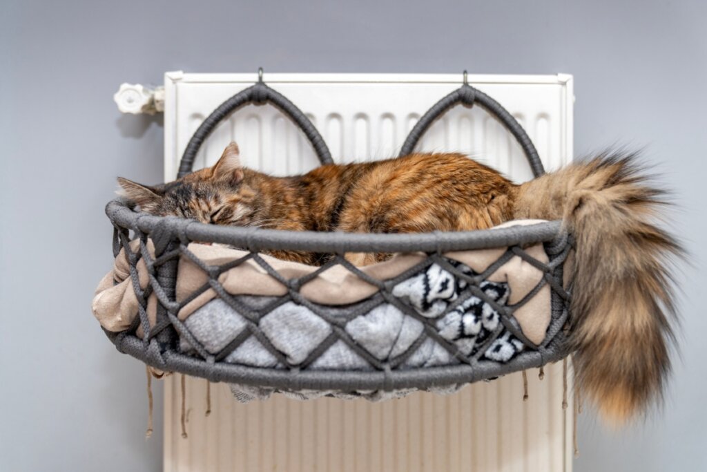 10 Itens indispensáveis para garantir o bem-estar do seu gato em casa 10 Itens indispensáveis para garantir o bem-estar do seu gato em casa